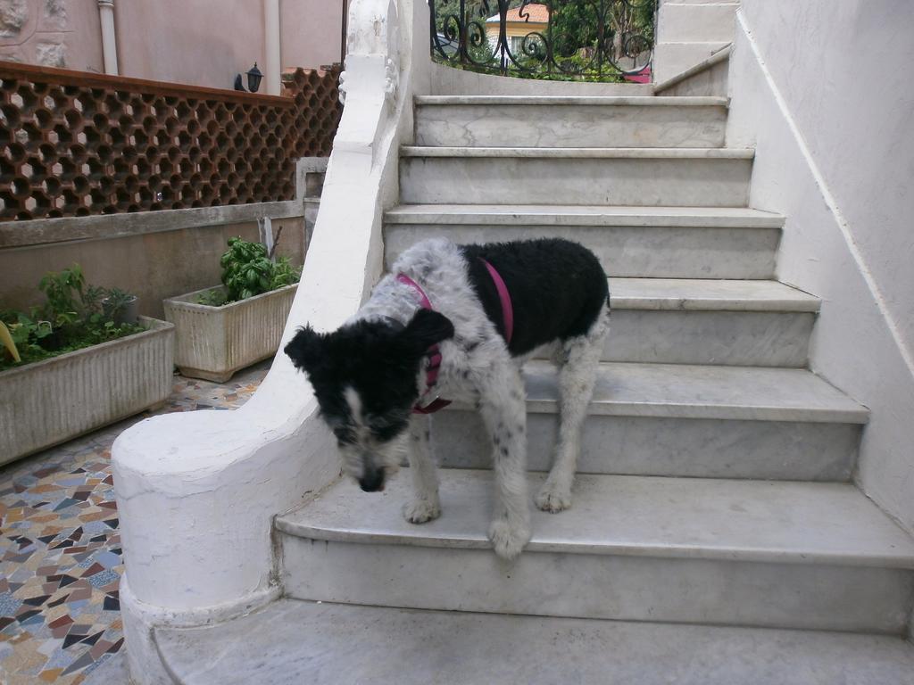 Villa Saphir Nice Bagian luar foto